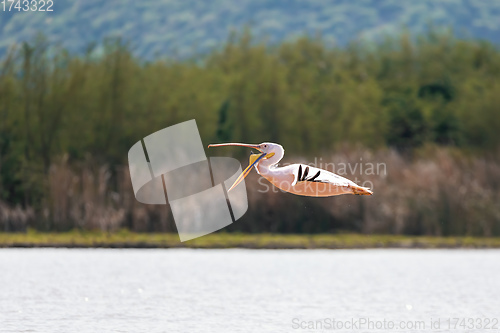 Image of Great White Pelicans, Ethiopia, Africa wildlife