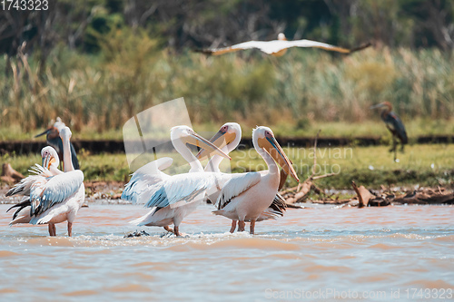 Image of Great White Pelicans, Ethiopia, Africa wildlife