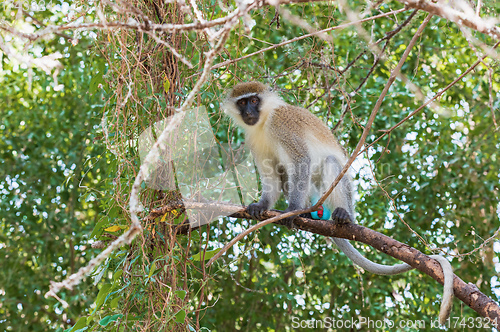 Image of Vervet monkey in Lake Chamo, Ethiopia