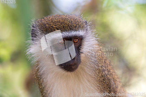 Image of Vervet monkey in Lake Chamo, Ethiopia