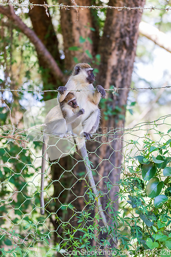 Image of Vervet monkey in Lake Chamo, Ethiopia