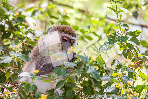 Image of Vervet monkey in Lake Chamo, Ethiopia