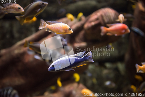 Image of aquarium with colorful fishes