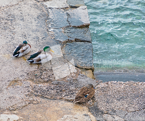 Image of Three Ducks