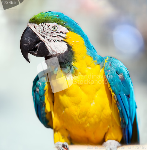 Image of macaw closeup