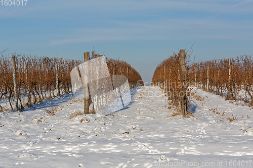 Image of Vineyard Snow