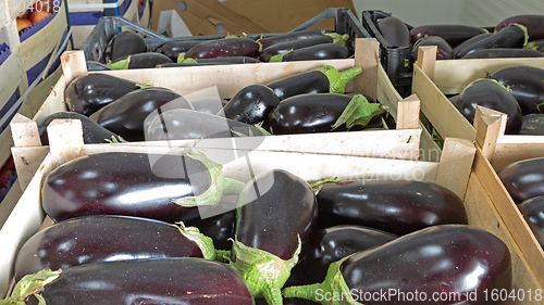 Image of Aubergine