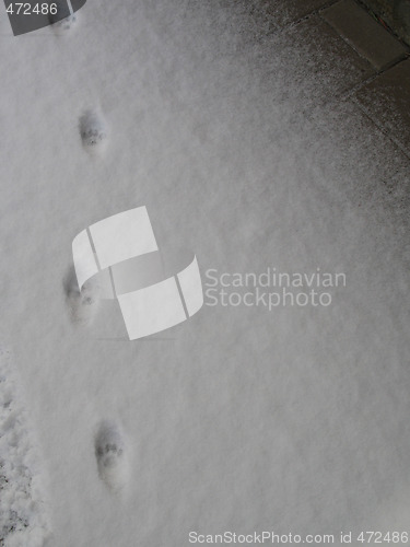 Image of paw prints in the snow