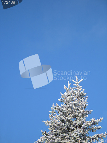 Image of frosted tree