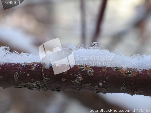 Image of snow flakes on a branch