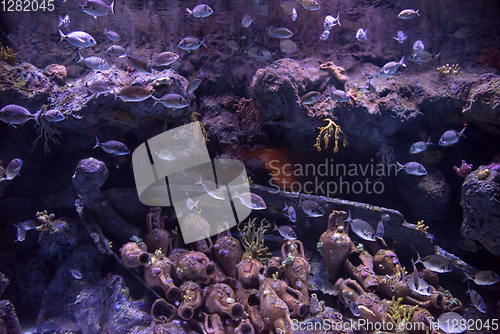 Image of aquarium with colorful fishes