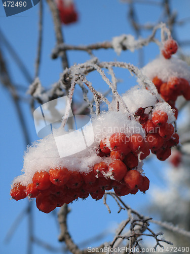 Image of red berries covered with snow