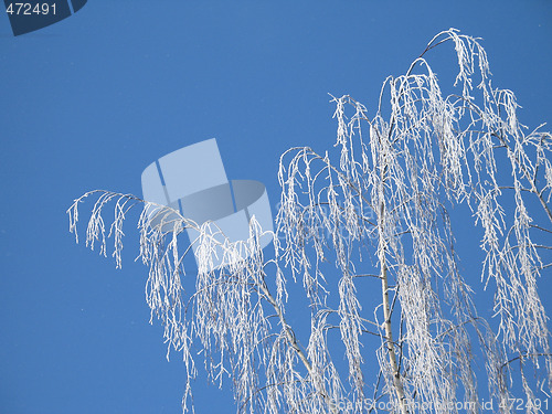 Image of frosted tree