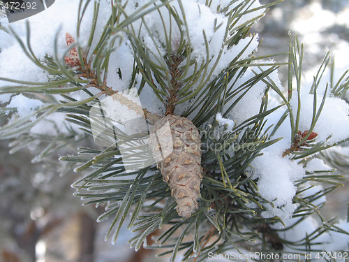 Image of snow flakes on a branch