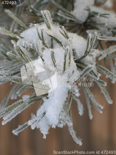 Image of snow flakes on a branch