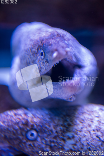 Image of fish swimming in aquarium