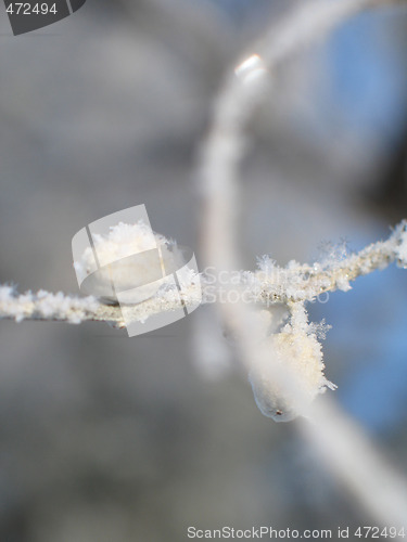 Image of snow flakes on a branch