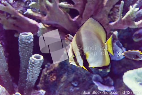 Image of aquarium with colorful fishes