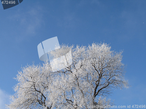 Image of frosted tree