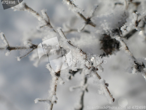 Image of snow flakes on a branch