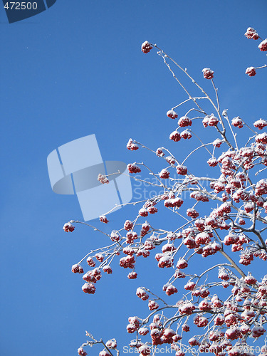 Image of red berries in a tree
