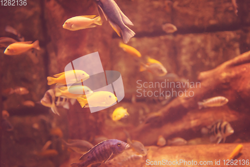 Image of aquarium with colorful fishes