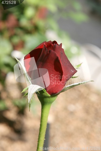 Image of red rose dof