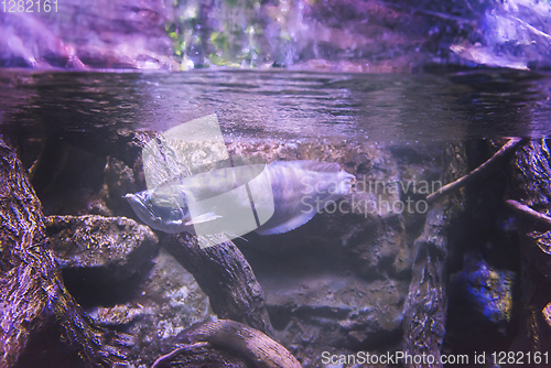 Image of fish swimming in aquarium