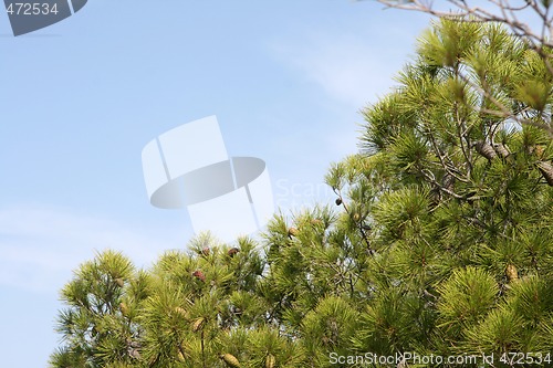 Image of pine tree 