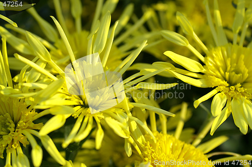 Image of chrysanthemum