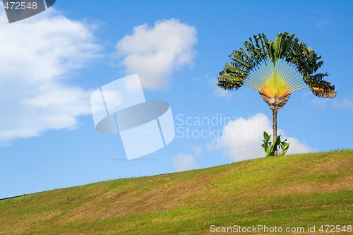 Image of Traveller's palm on a hill