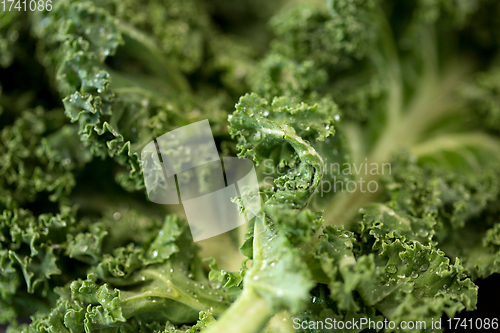 Image of close up of kale cabbage on table