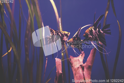 Image of aquarium with colorful fishes