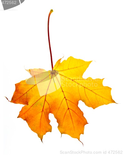 Image of Fall maple leaf