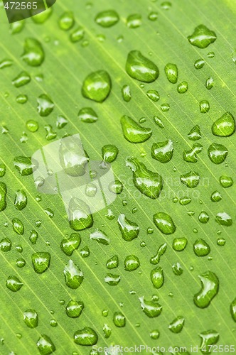 Image of Green leaf background with raindrops