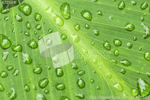 Image of Green leaf background with raindrops