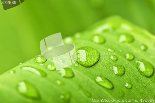 Image of Green leaf background with raindrops