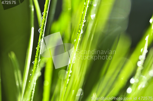 Image of Green grass background