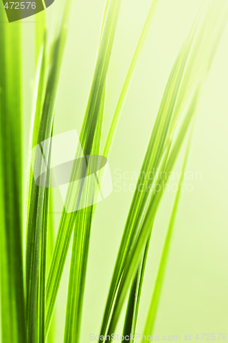 Image of Green grass background