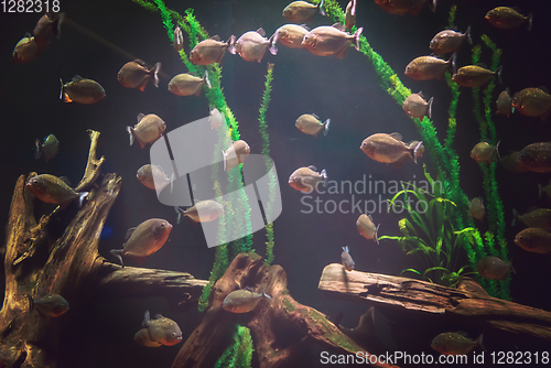 Image of aquarium with colorful fishes