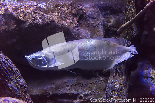 Image of fish swimming in aquarium