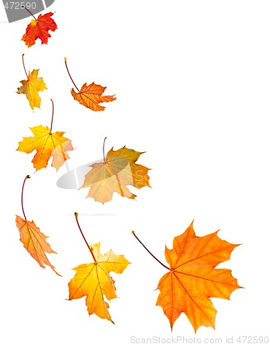 Image of Fall maple leaves background