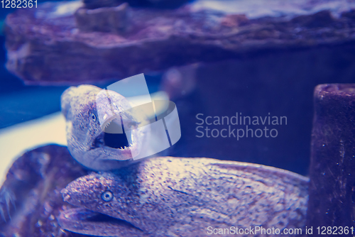 Image of fish swimming in aquarium