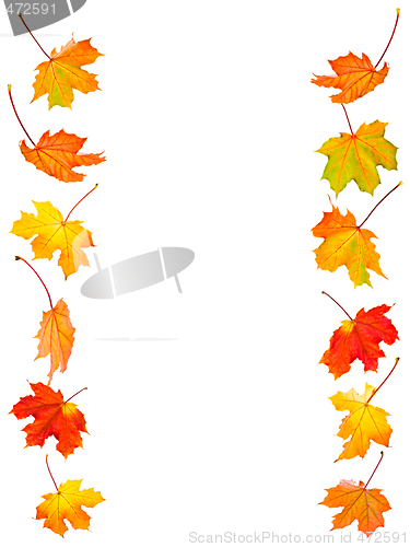 Image of Fall maple leaves background