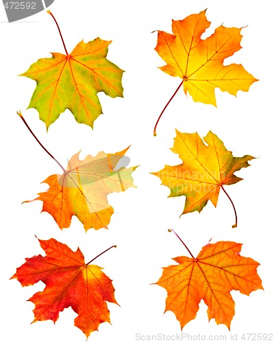 Image of Fall maple leaves