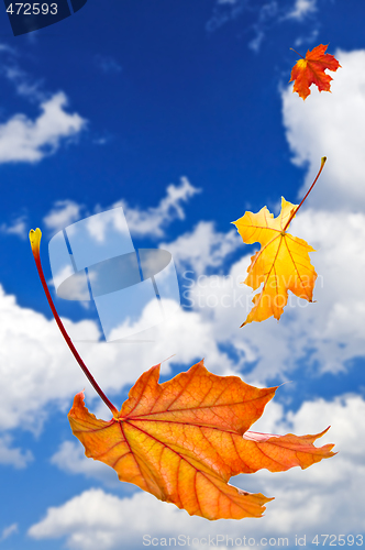 Image of Fall maple leaves background