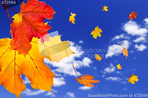 Image of Fall maple leaves background