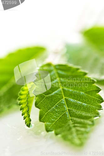 Image of Branch with green leaves