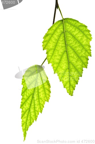 Image of Branch with green leaves