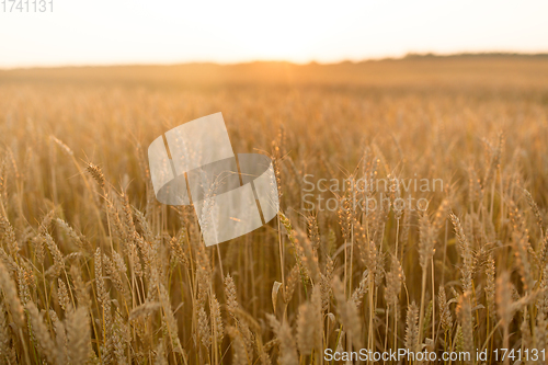 Image of cereal field with ripe wheat spikelets